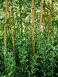 Dwarf bamboo, Shibataea kumasaca, growing beneath 'Robert Young'