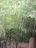 Phyllostachys nigra, Black Bamboo