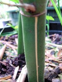 Clumping bamboo, Bambusa multiplex 'Silverstripe', striped culm