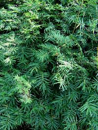 Clumping bamboo, Bambusa multiplex 'Riviereorum' (Chinese Goddess) foliage closeup