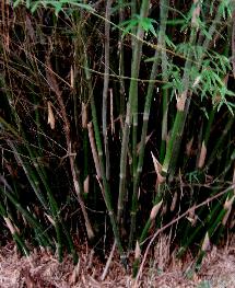 Clumping bamboo, Bambusa multiplex 'typical' base closeup