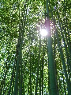 Phyllostachys edulis - Moso bamboo canopy