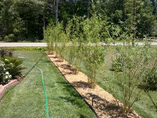 Golden Goddess Bamboo, Bambusa multiplex 'Golden Goddess'